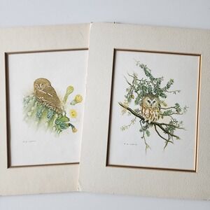 Owl‎ Art Prints Vintage 1977 Saw Whet & Elf Owl By Martin Loates Matted Pictures